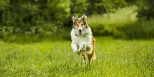 Lassie eine abenteuerliche reise 33
