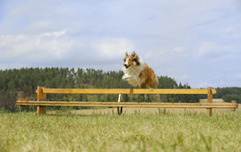 Lassie eine abenteuerliche reise 340